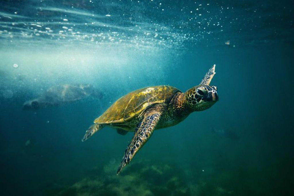 Eine Schildkröte schwimmt mit offenem Maul im Meer.