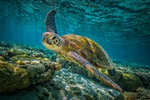 Das Great Barrier Reef bleibt dieses Jahr von der Liste der gefährdeten Arten der UNESCO gestrichen
