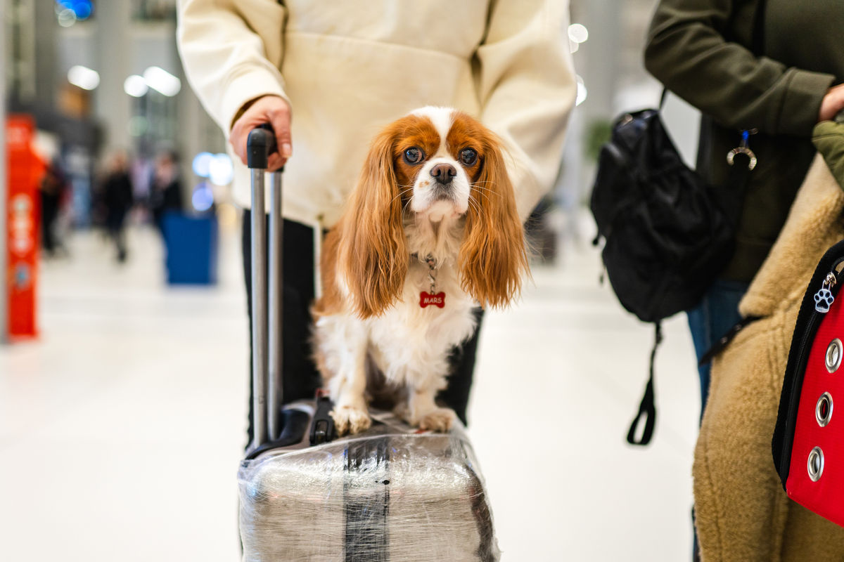 Profi-Tipps für Reisende, die eine Hundetagesstätte und Tierpension benötigen